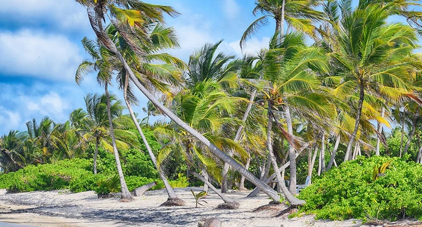 Beach with coconut trees